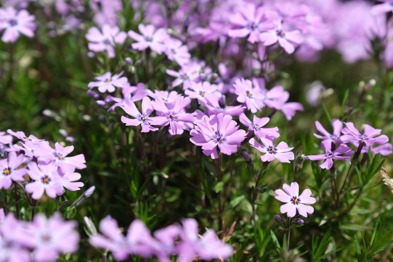  Ogród Botaniczny UMCS od soboty otwarty dla zwiedzających (zdjęcie 1) - Autor: Maciej Kaczanowski