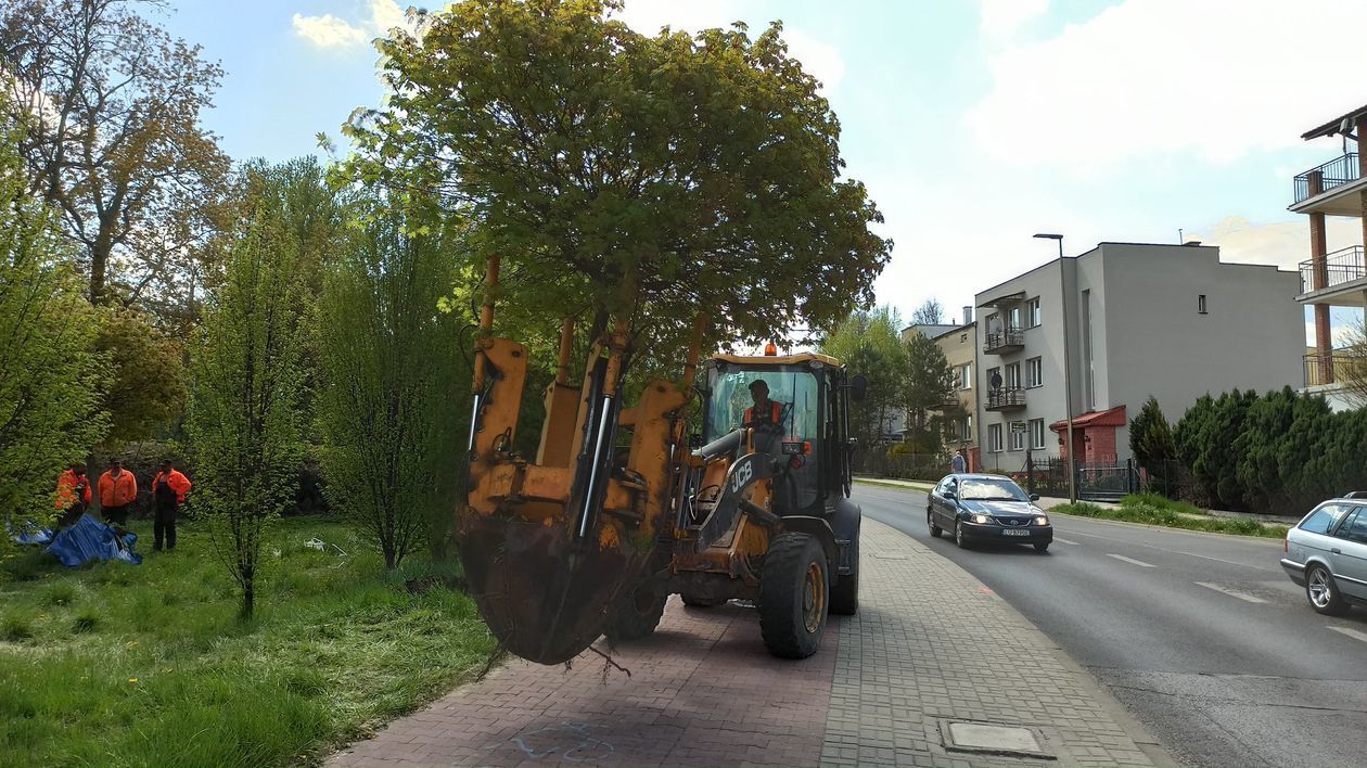  Przesadzanie drzew w Lublinie (zdjęcie 1) - Autor: UM Lublin