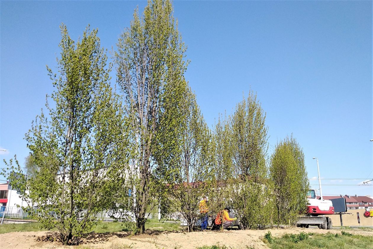 Przesadzanie drzew w Lublinie