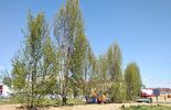 Przesadzanie drzew w Lublinie (zdjęcie 5)