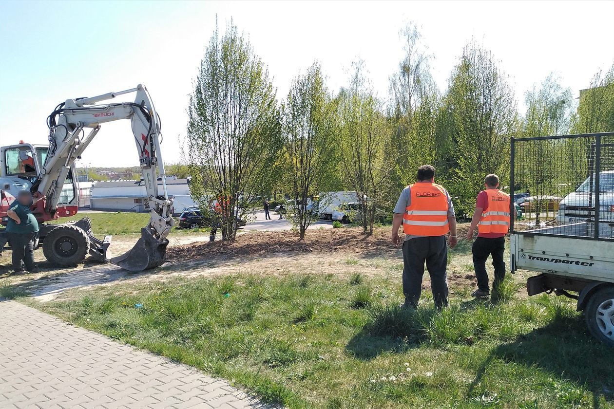  Przesadzanie drzew w Lublinie (zdjęcie 1) - Autor: Dominik Smaga