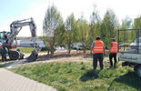 Przesadzanie drzew w Lublinie (zdjęcie 4)