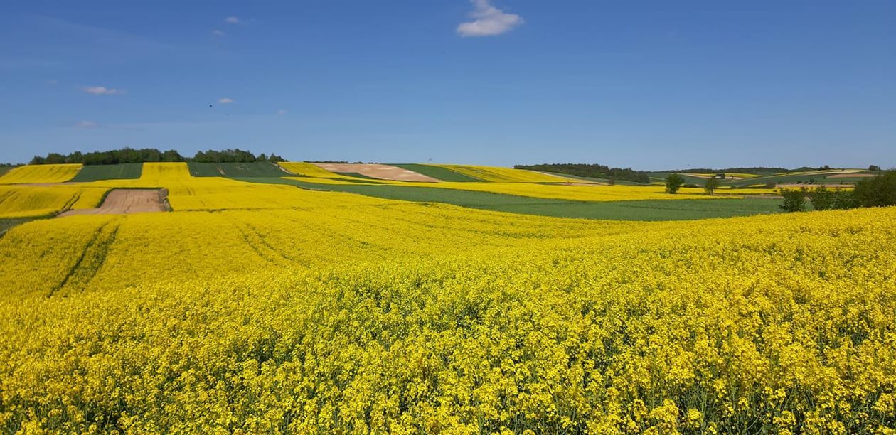  Piękna Lubelszczyzna - zdjęcia Czytelników (zdjęcie 1) - Autor: Anna O-ek