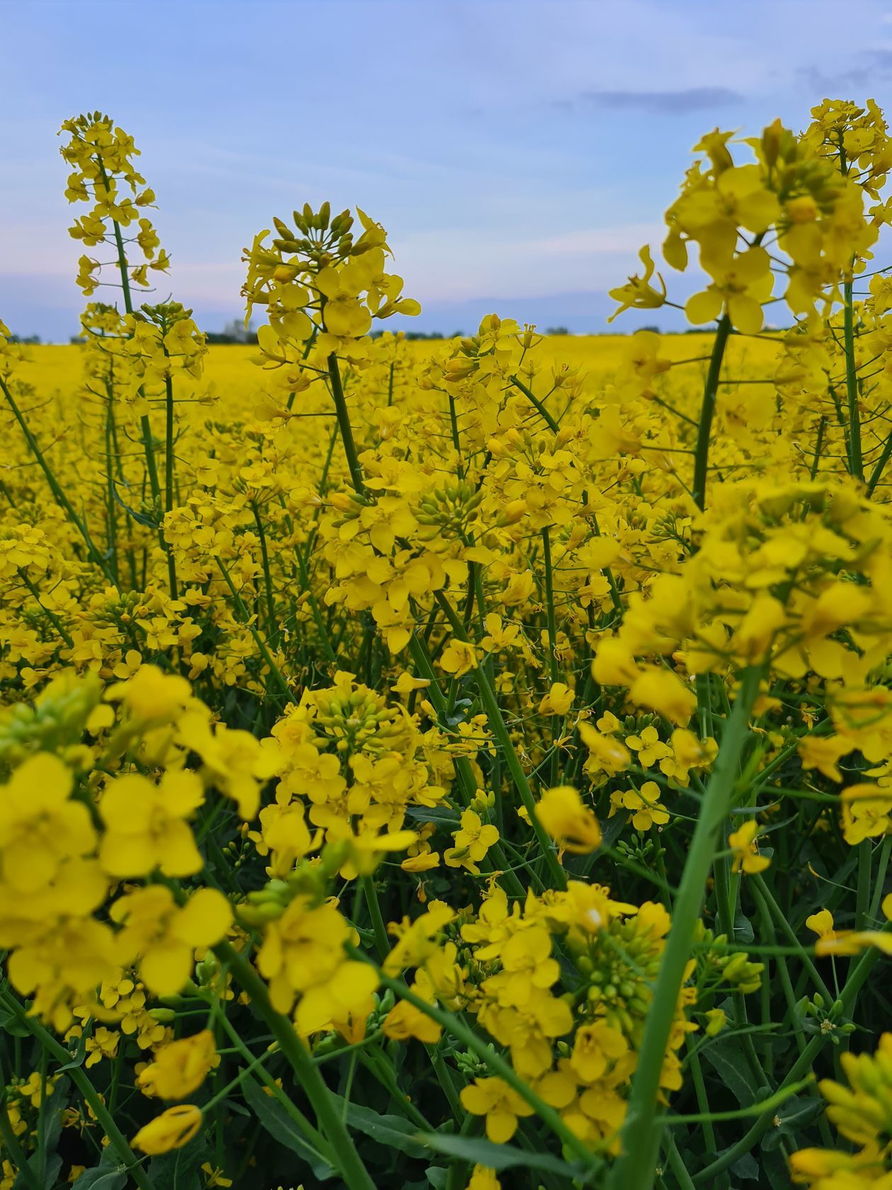  Piękna Lubelszczyzna - zdjęcia Czytelników (zdjęcie 1) - Autor: Małgorzata Klementowicz