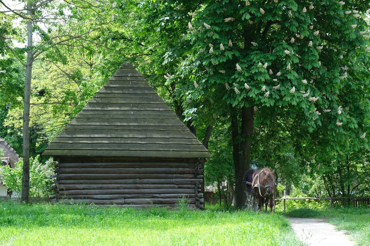  Sobota w Muzeum Wsi Lubelskiej (zdjęcie 1) - Autor: Maciej Kaczanowski