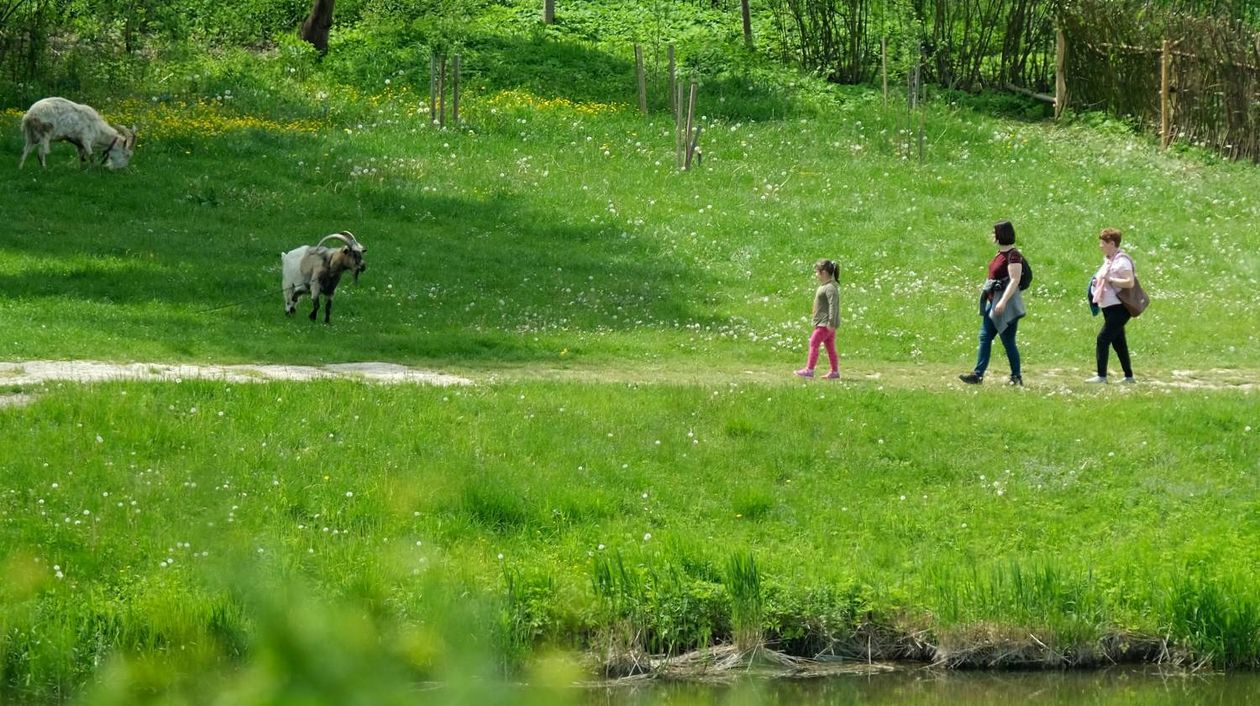  Sobota w Muzeum Wsi Lubelskiej (zdjęcie 1) - Autor: Maciej Kaczanowski