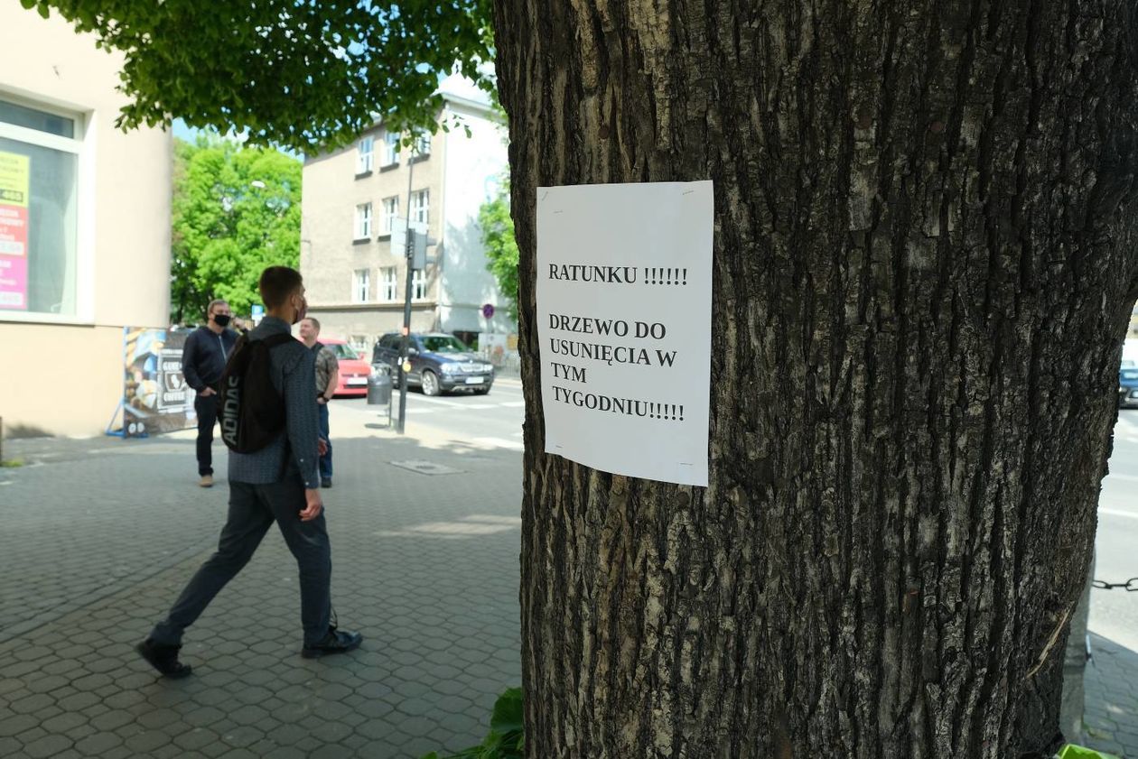  Drzewo do wycinki na ul. Lipowej ma na imię Krzysztof (zdjęcie 1) - Autor: Maciej Kaczanowski