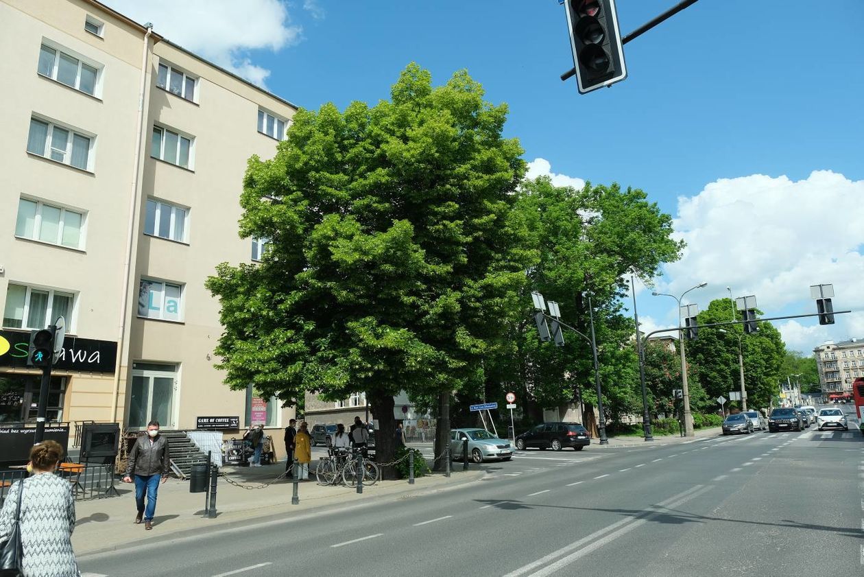  Drzewo do wycinki na ul. Lipowej ma na imię Krzysztof (zdjęcie 1) - Autor: Maciej Kaczanowski