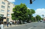 Drzewo do wycinki na ul. Lipowej ma na imię Krzysztof (zdjęcie 4)