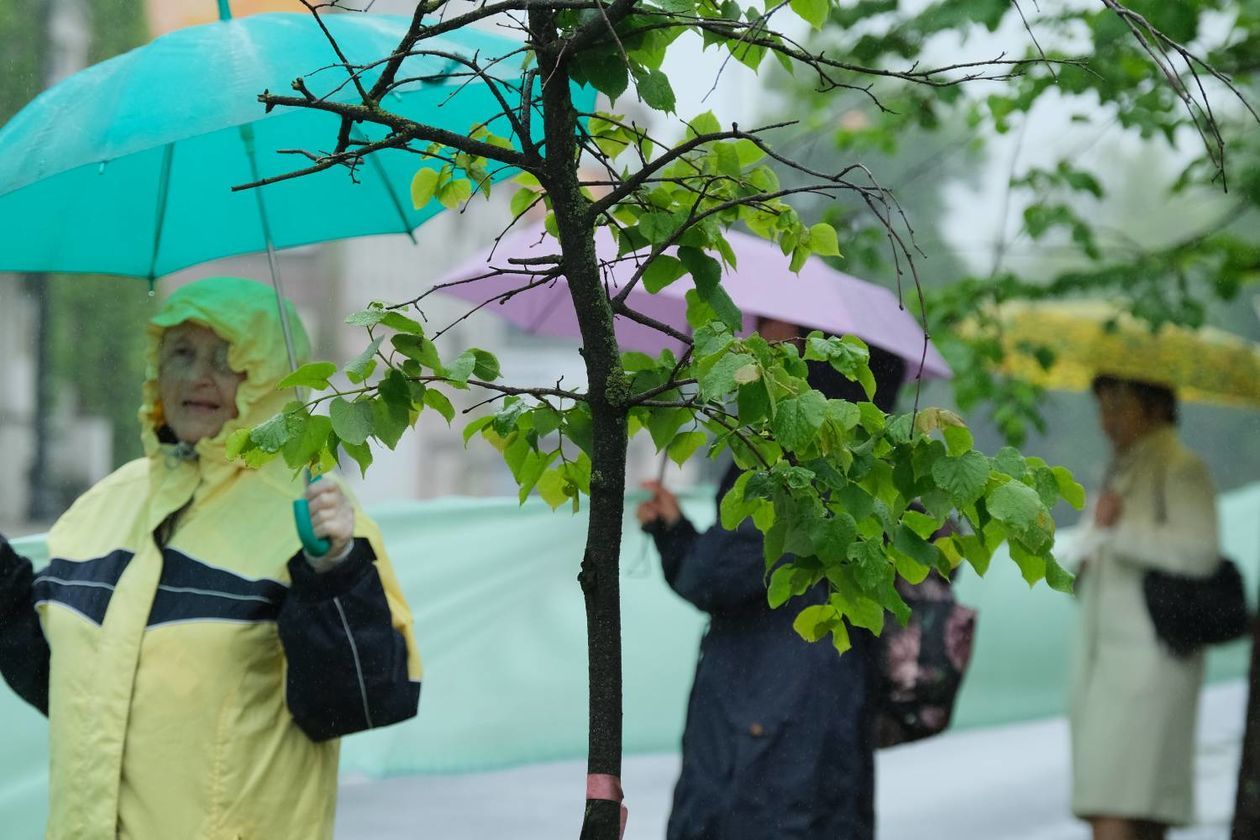  Protest w obronie drzew na ul. Lipowej w Lublinie (zdjęcie 1) - Autor: Maciej Kaczanowski