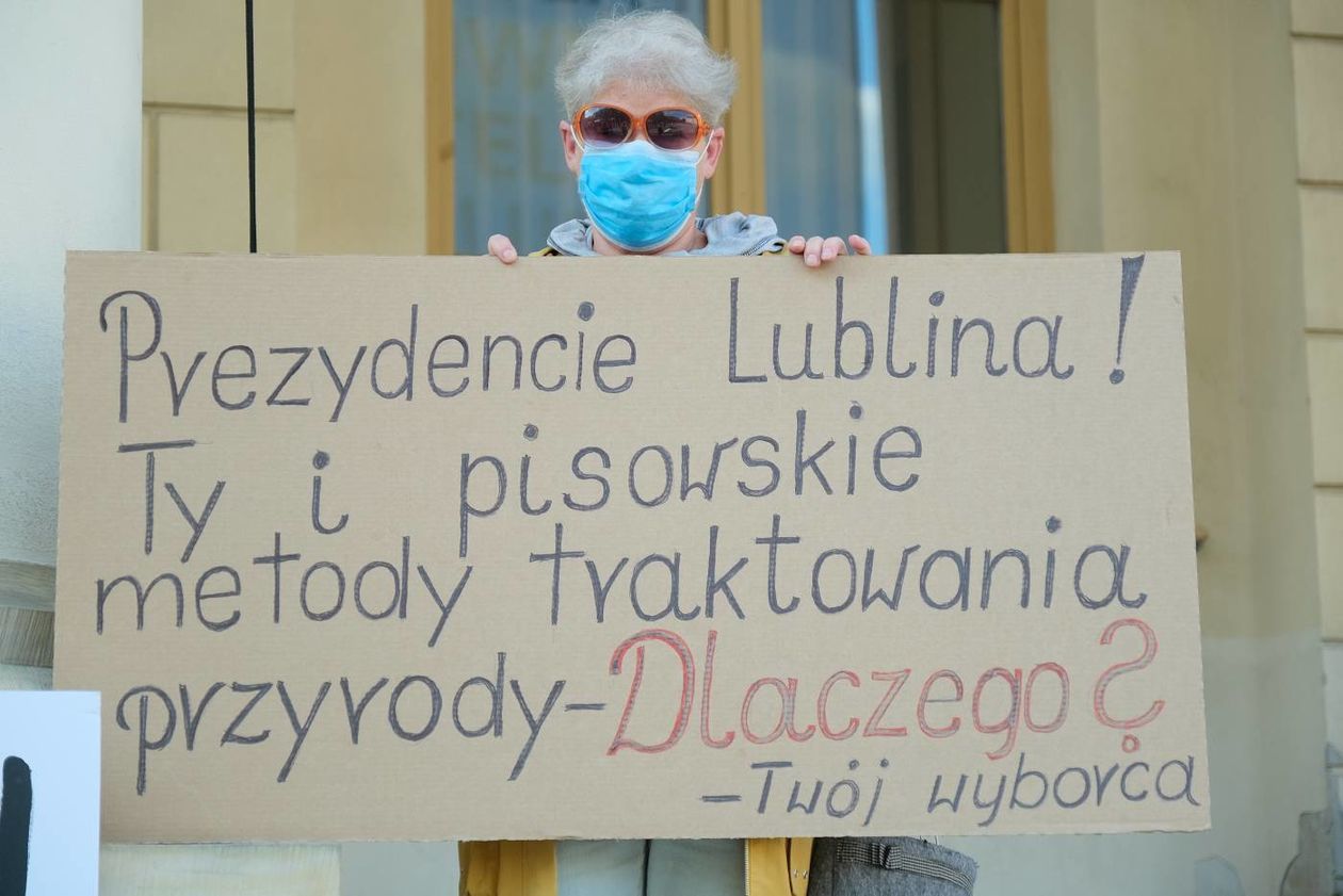  Protest w obronie drzew z ul. Lipowej przed lubelskim ratuszem (zdjęcie 1) - Autor: Maciej Kaczanowski