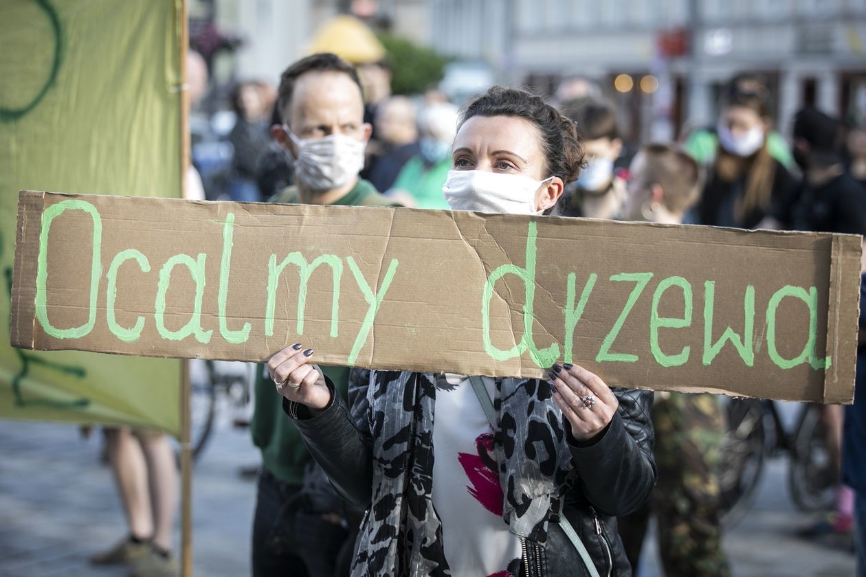  Protest przed Ratuszem w obronie drzew (zdjęcie 1) - Autor: Jacek Szydłowski