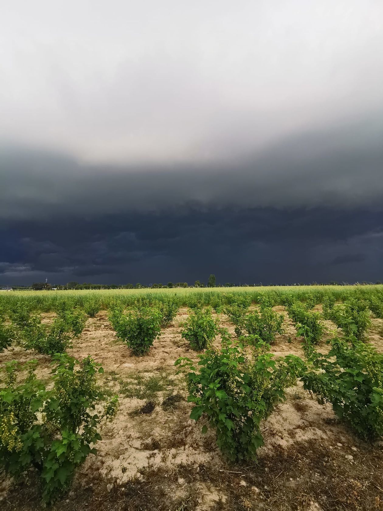  Burza nad Lublinem i regionem (zdjęcie 1) - Autor: Mikołaj Rola