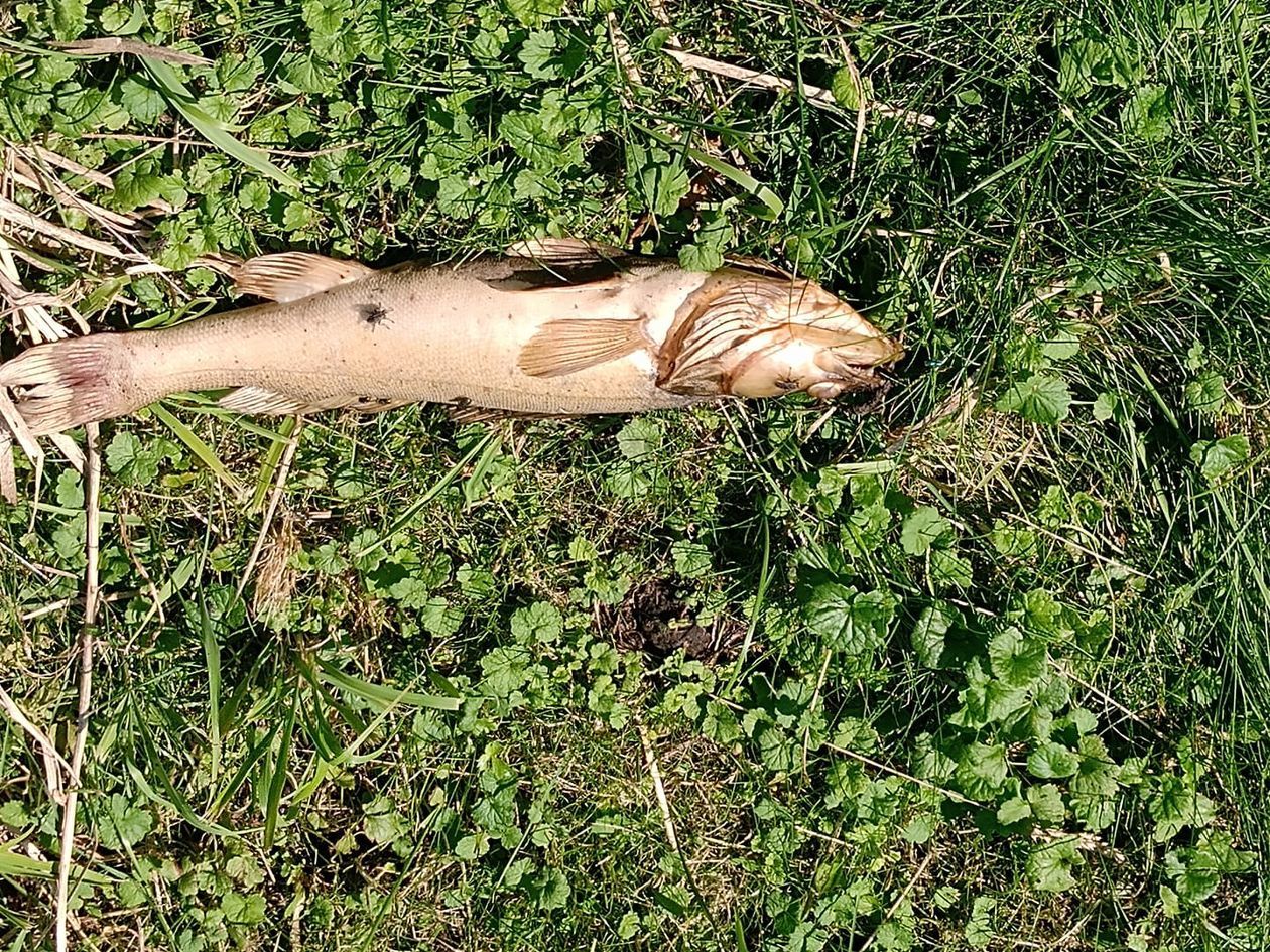  Śnięte ryby w stawie w Sernikach (zdjęcie 1) - Autor: Artur