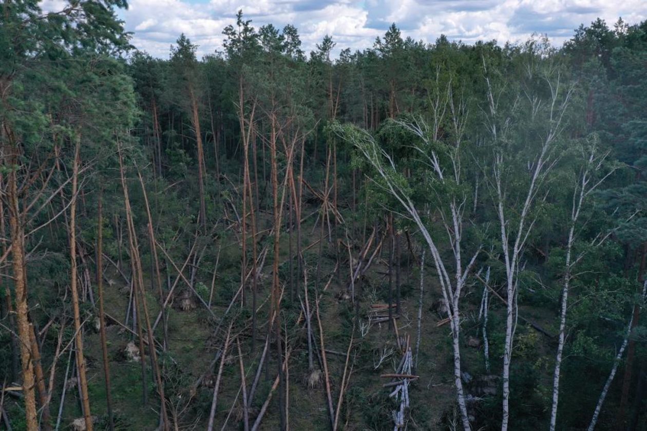  Zniszczenia w leśnictwie Zabłocie   - Autor: Nadleśnictwo Chotyłów