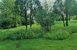 Łąki kwietne w Chełmie (zdjęcie 2)