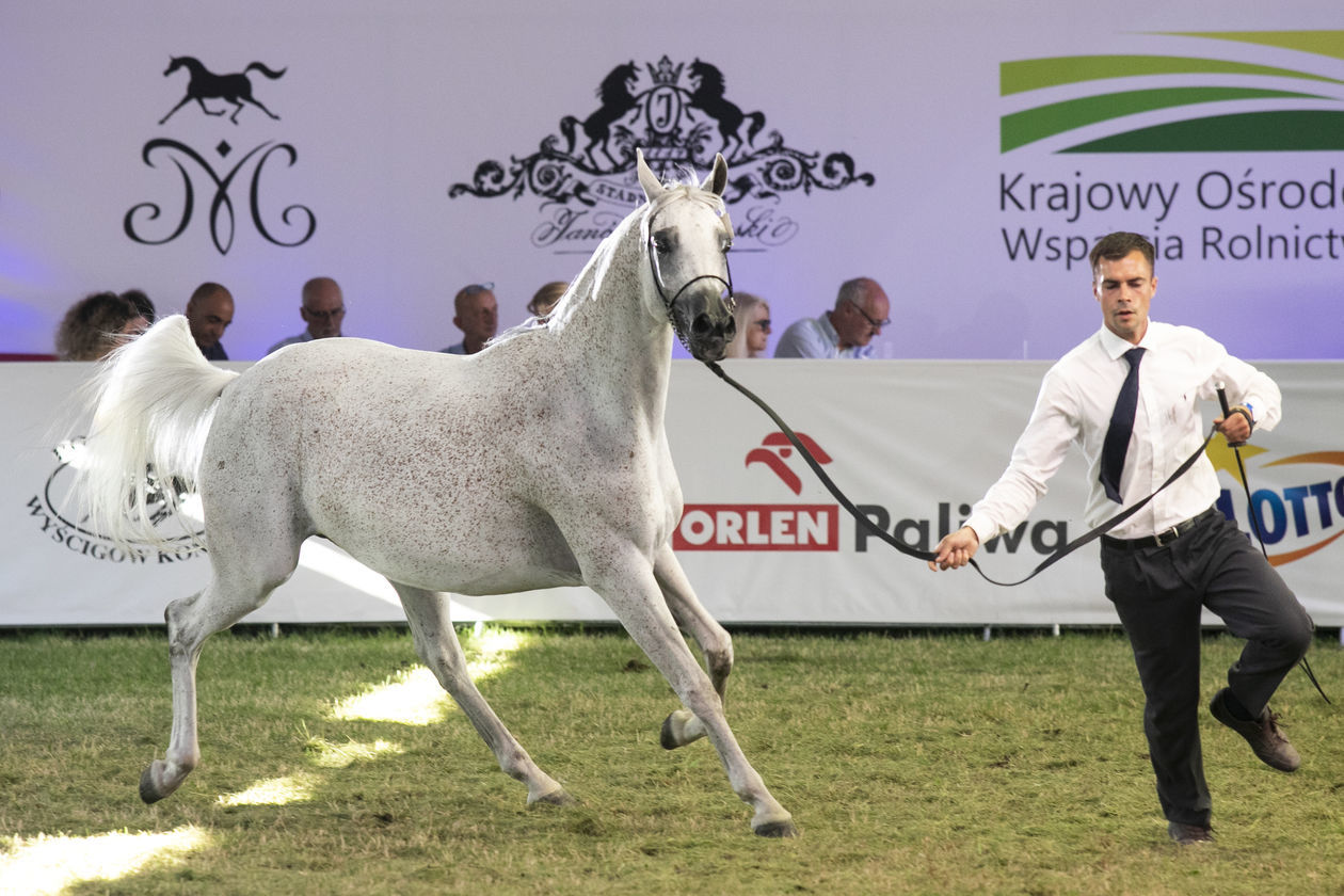  Pride of Poland 2020. Perfinka blisko rekordowej ceny (zdjęcie 1) - Autor: Jacek Szydłowski