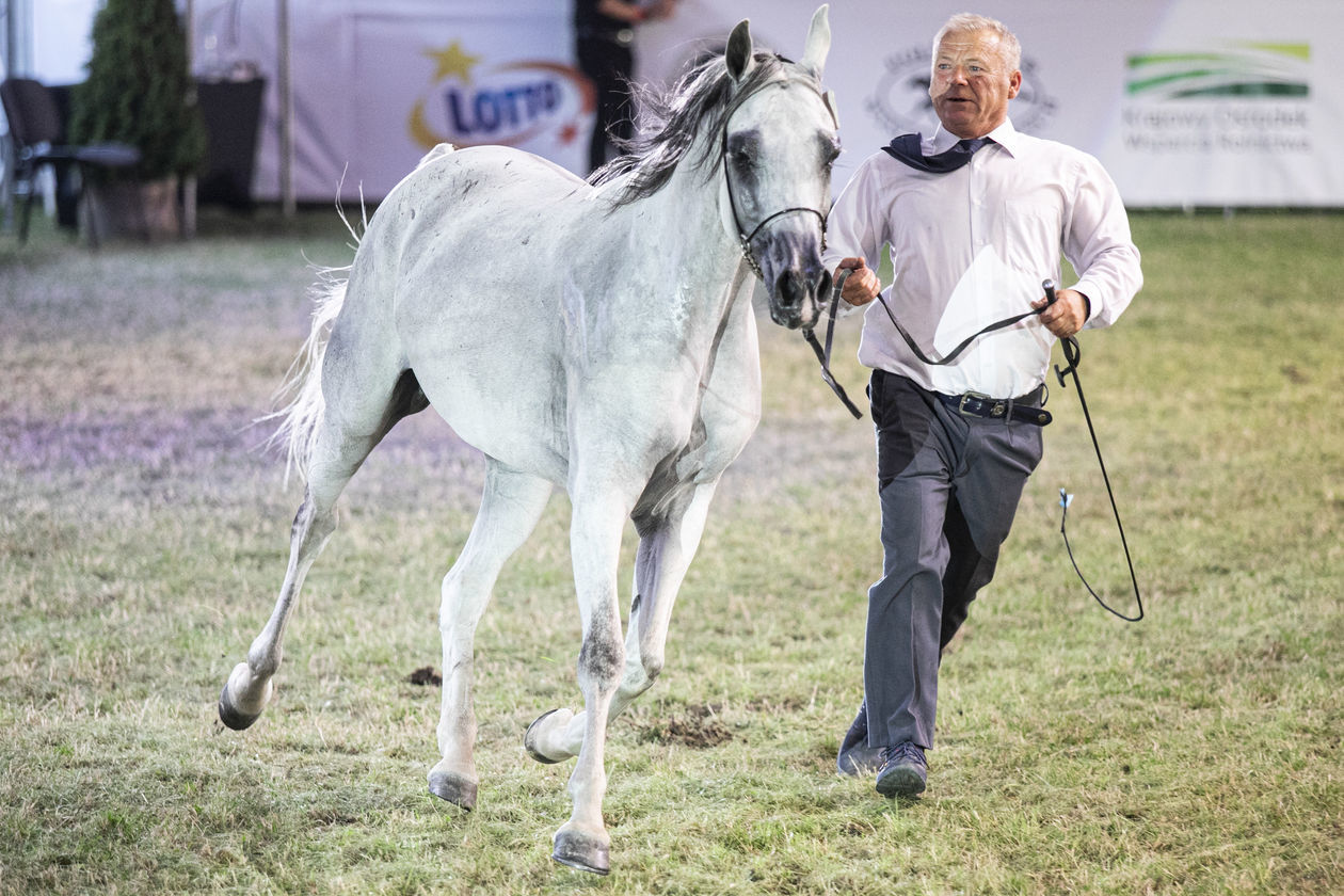 Pride of Poland 2020. Perfinka blisko rekordowej ceny