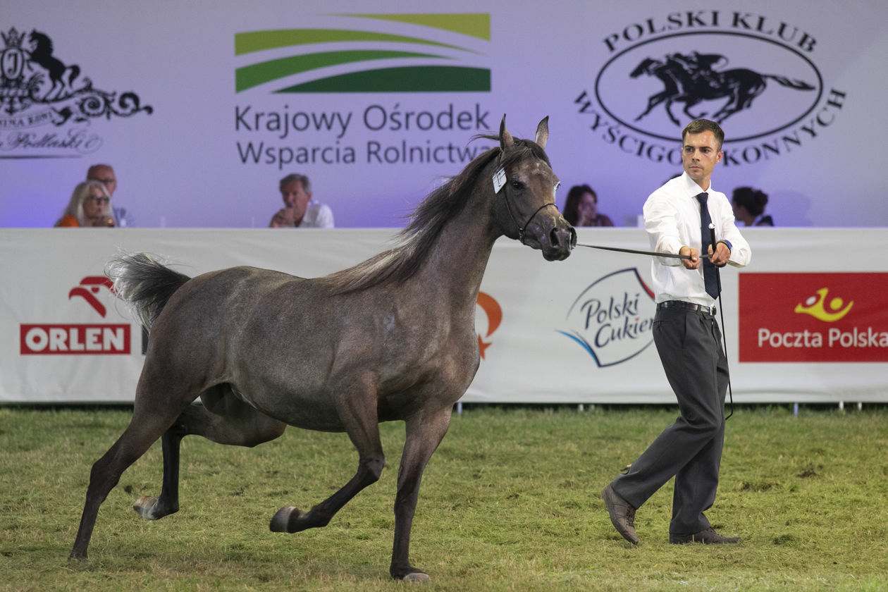  Pride of Poland 2020. Perfinka blisko rekordowej ceny (zdjęcie 1) - Autor: Jacek Szydłowski