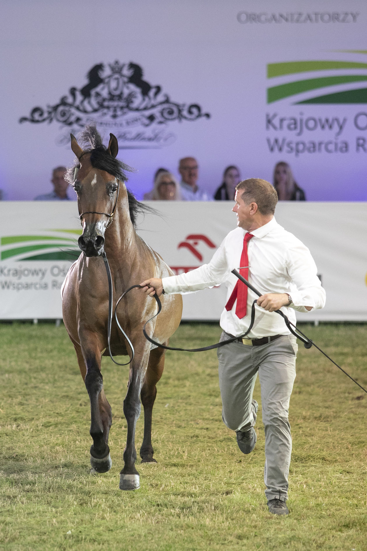  Pride of Poland 2020. Perfinka blisko rekordowej ceny (zdjęcie 1) - Autor: Jacek Szydłowski