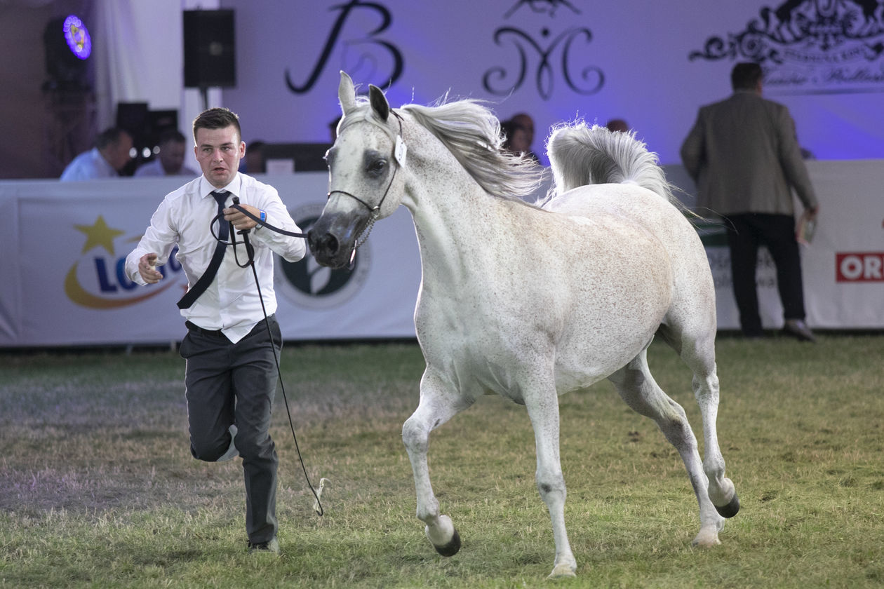  Pride of Poland 2020. Perfinka blisko rekordowej ceny (zdjęcie 1) - Autor: Jacek Szydłowski