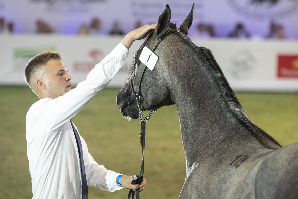  Pride of Poland 2020. Perfinka blisko rekordowej ceny (zdjęcie 1) - Autor: Jacek Szydłowski