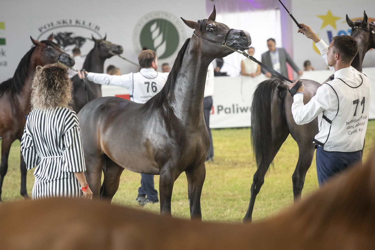  Pride of Poland 2020. Perfinka blisko rekordowej ceny (zdjęcie 1) - Autor: Jacek Szydłowski