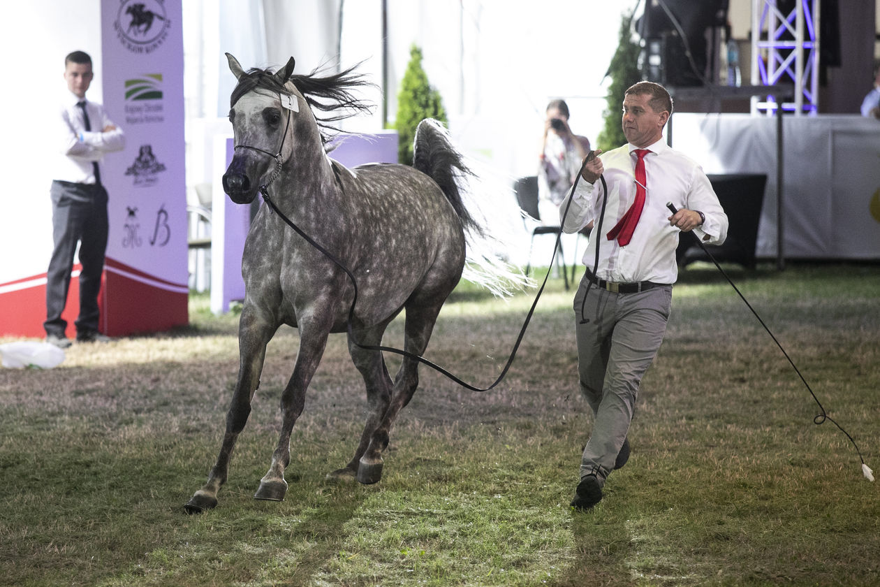  Pride of Poland 2020. Perfinka blisko rekordowej ceny (zdjęcie 1) - Autor: Jacek Szydłowski