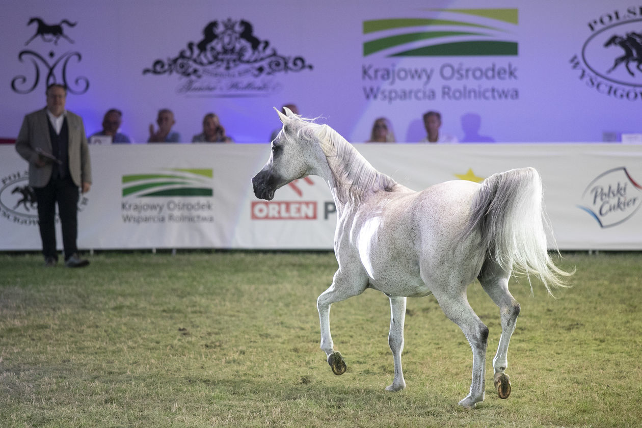  Pride of Poland 2020. Perfinka blisko rekordowej ceny (zdjęcie 1) - Autor: Jacek Szydłowski