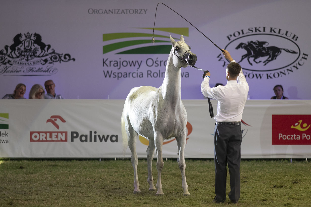  Pride of Poland 2020. Perfinka blisko rekordowej ceny (zdjęcie 1) - Autor: Jacek Szydłowski