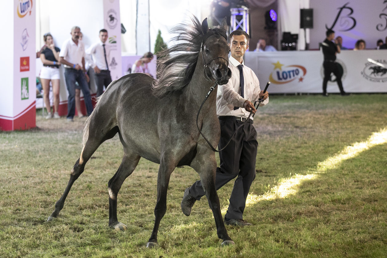  Pride of Poland 2020. Perfinka blisko rekordowej ceny (zdjęcie 1) - Autor: Jacek Szydłowski