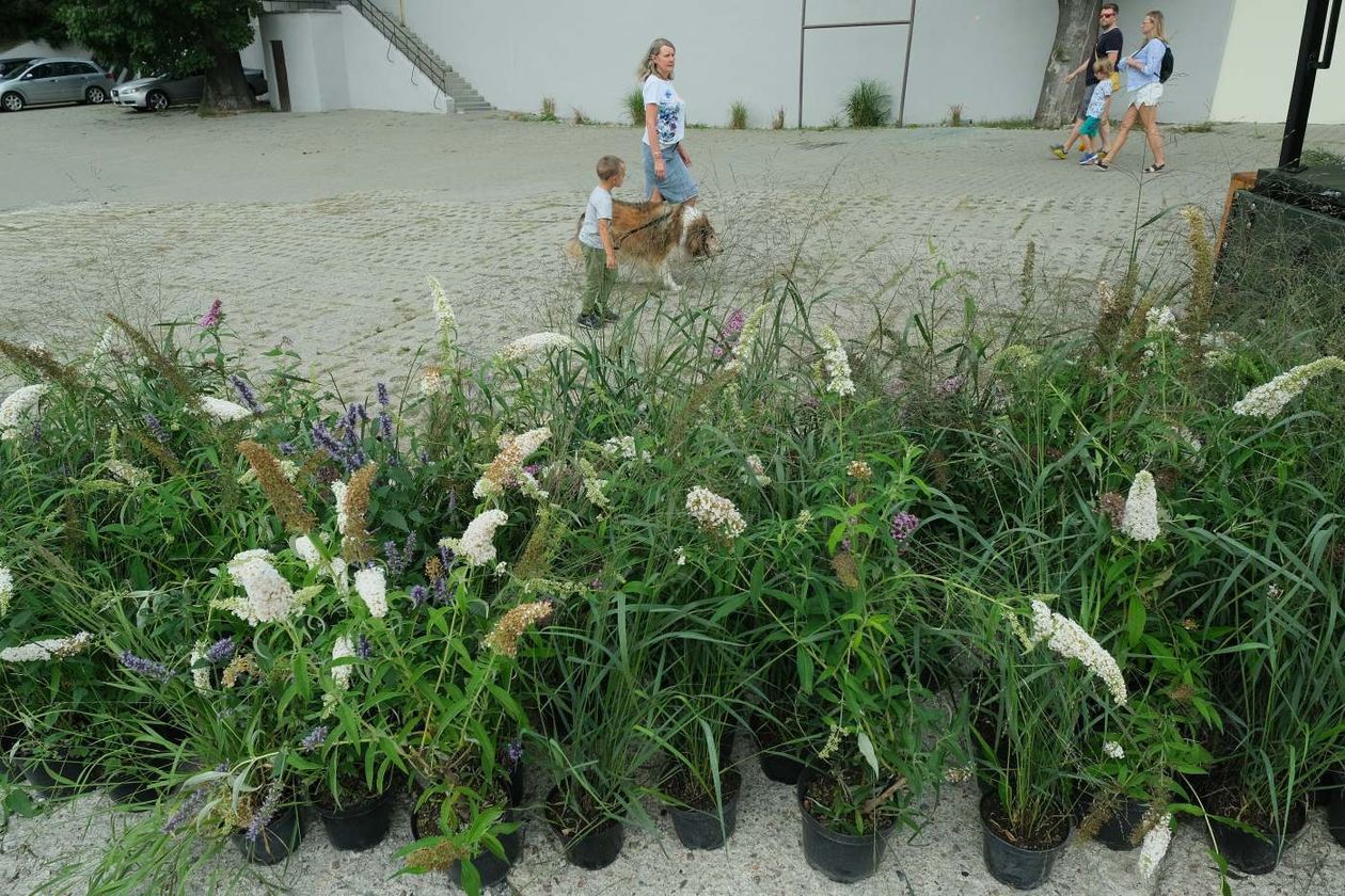  W Browarze Perła rozpoczął się Festiwal Ogrodów i Przestrzeni Publicznej pt. In Garden (zdjęcie 1) - Autor: Maciej Kaczanowski