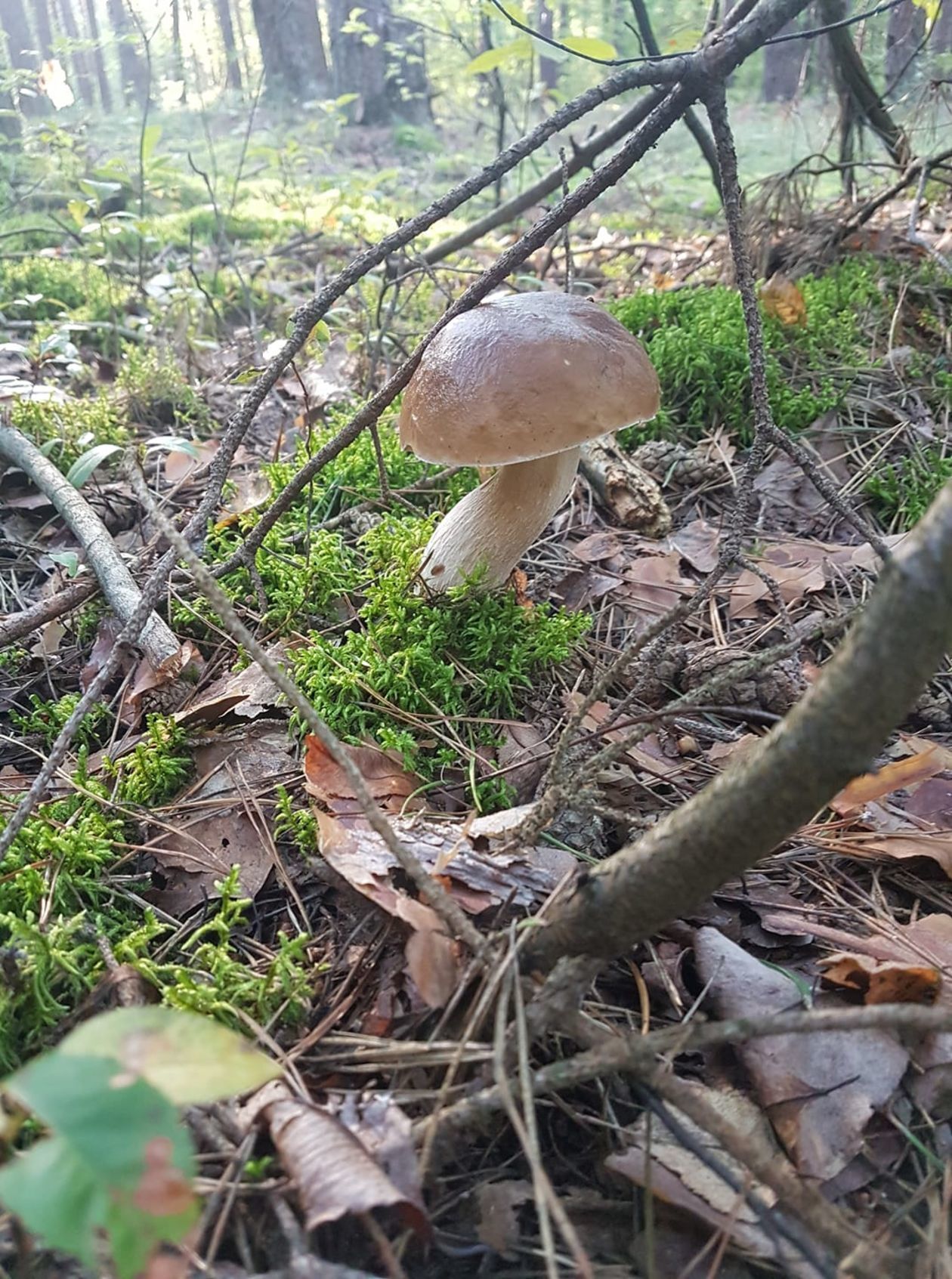 Grzybobranie w lubelskich lasach