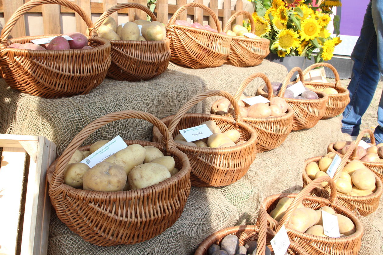  Dzień Ziemniaka w Pożogu (zdjęcie 1) - Autor: Radosław Szczęch