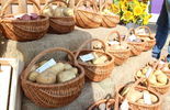 Dzień Ziemniaka w Pożogu (zdjęcie 5)