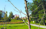 Uschnięte drzewa w parku Zawilcowa (zdjęcie 3)