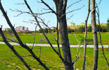 Uschnięte drzewa w parku Zawilcowa (zdjęcie 4)