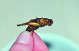 Jadalne owady (zdjęcie 3)