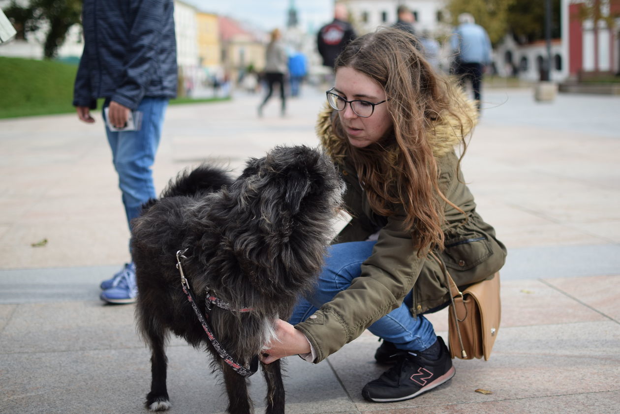  Światowy Dzień Zwierząt w Lublinie (zdjęcie 1) - Autor: Maciej Kaczanowski