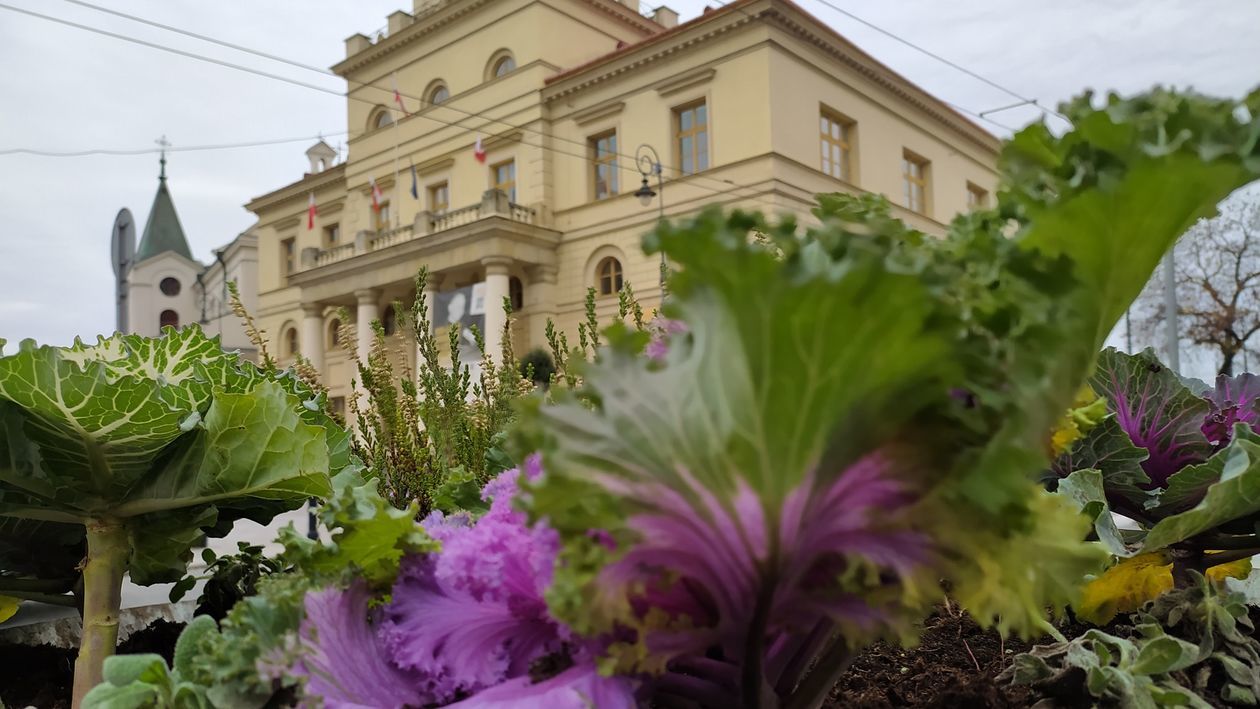  Kapusta rośnie przy Bramie Krakowskiej w Lublinie (zdjęcie 1) - Autor: Dominik Smaga