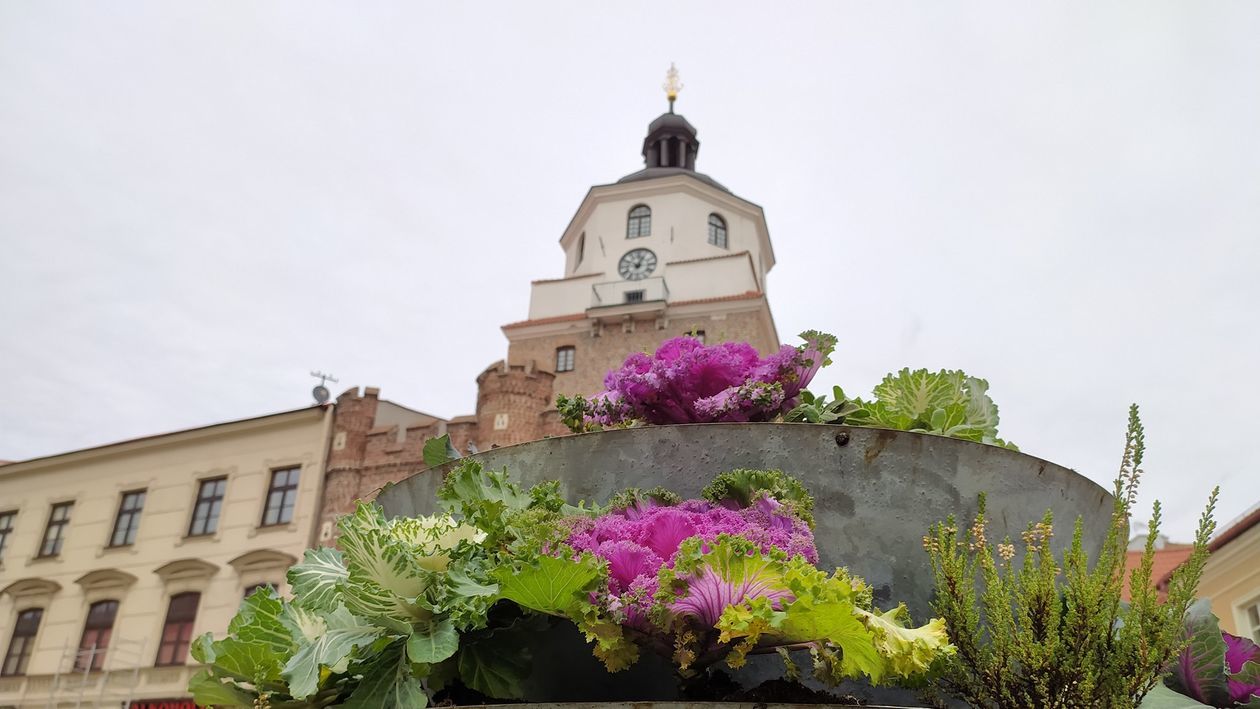  Kapusta rośnie przy Bramie Krakowskiej w Lublinie (zdjęcie 1) - Autor: Dominik Smaga