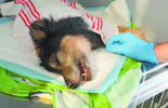 Leczenie uratowanego psa (zdjęcie 2)