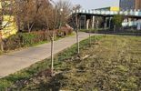 Donice z drzewami w Lublinie w nowych lokalizacjach (zdjęcie 5)