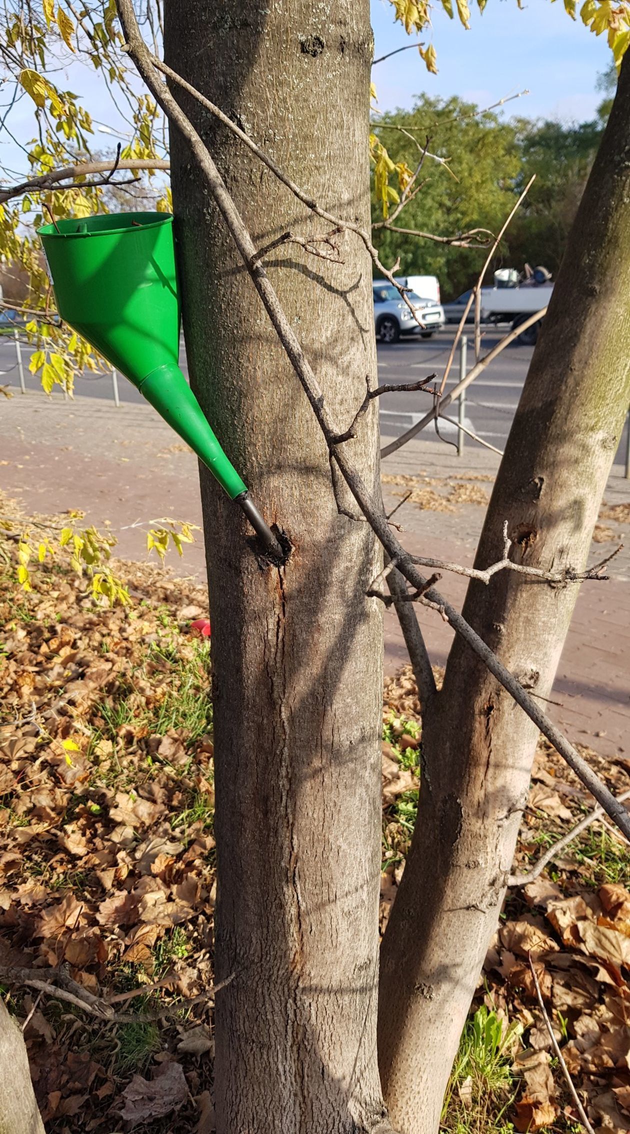 Ktoś truje drzewa w Lublinie