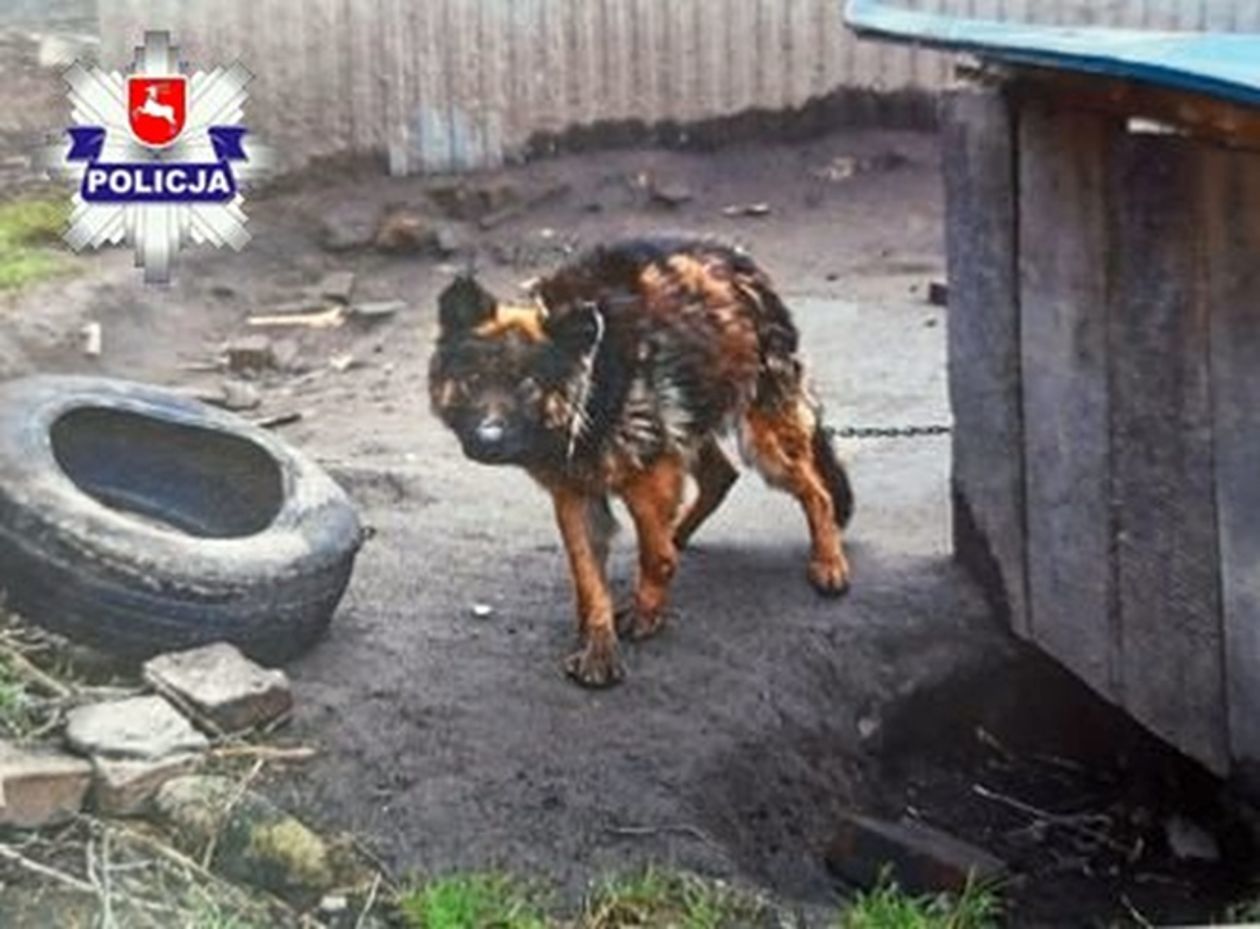 Zagłodzony pies z gminy Hanna  - Autor: Policja
