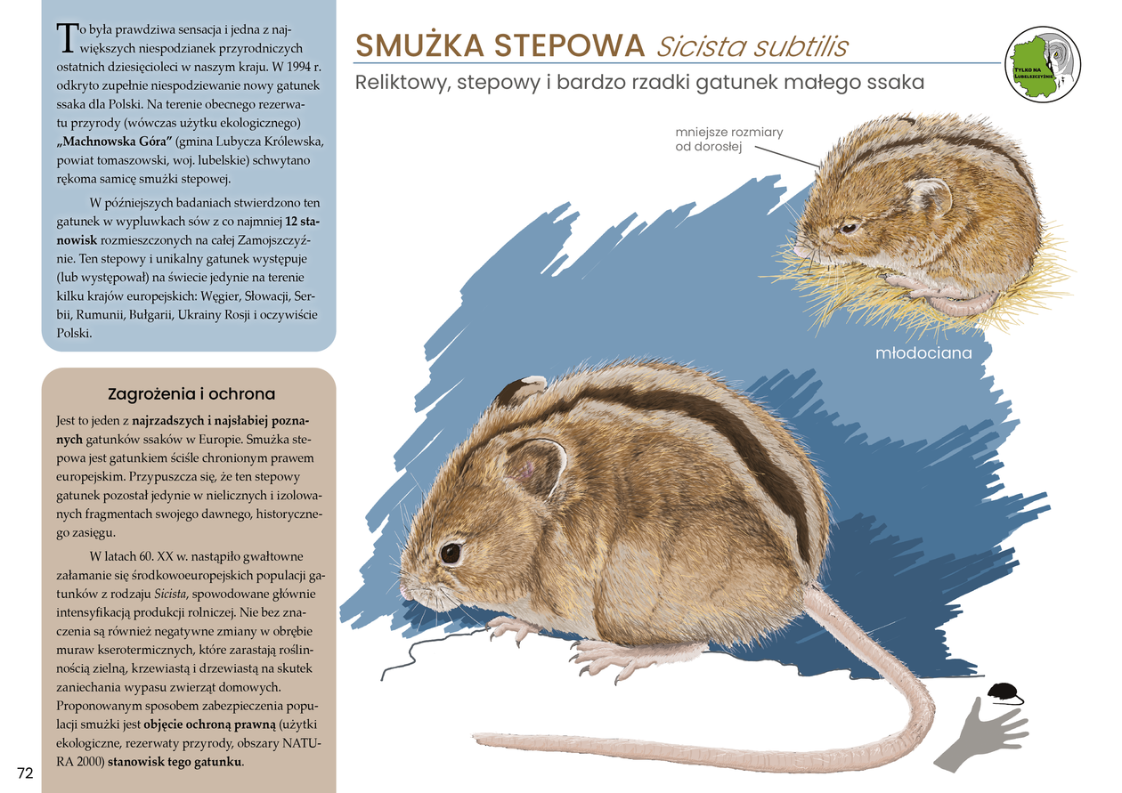  <p>Smużka stepowa</p>