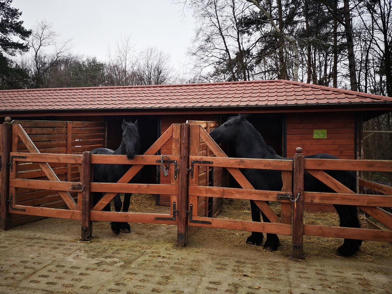  <p>Stadnina Pod Lasem w&nbsp;Dąbrowie Tomaszowskiej</p>