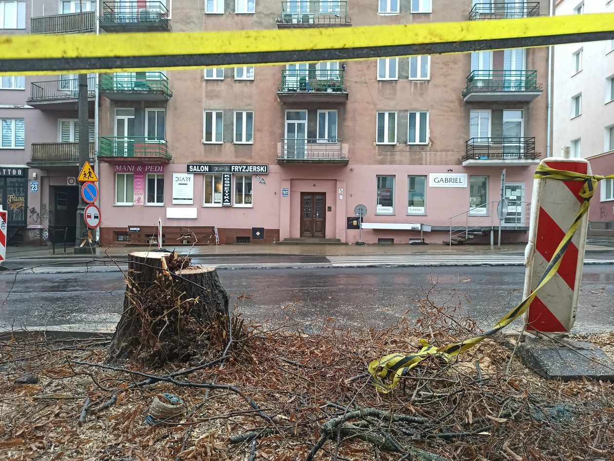  Wycięte drzewo przy ulicy Lipowej (zdjęcie 1) - Autor: Agnieszka Mazuś