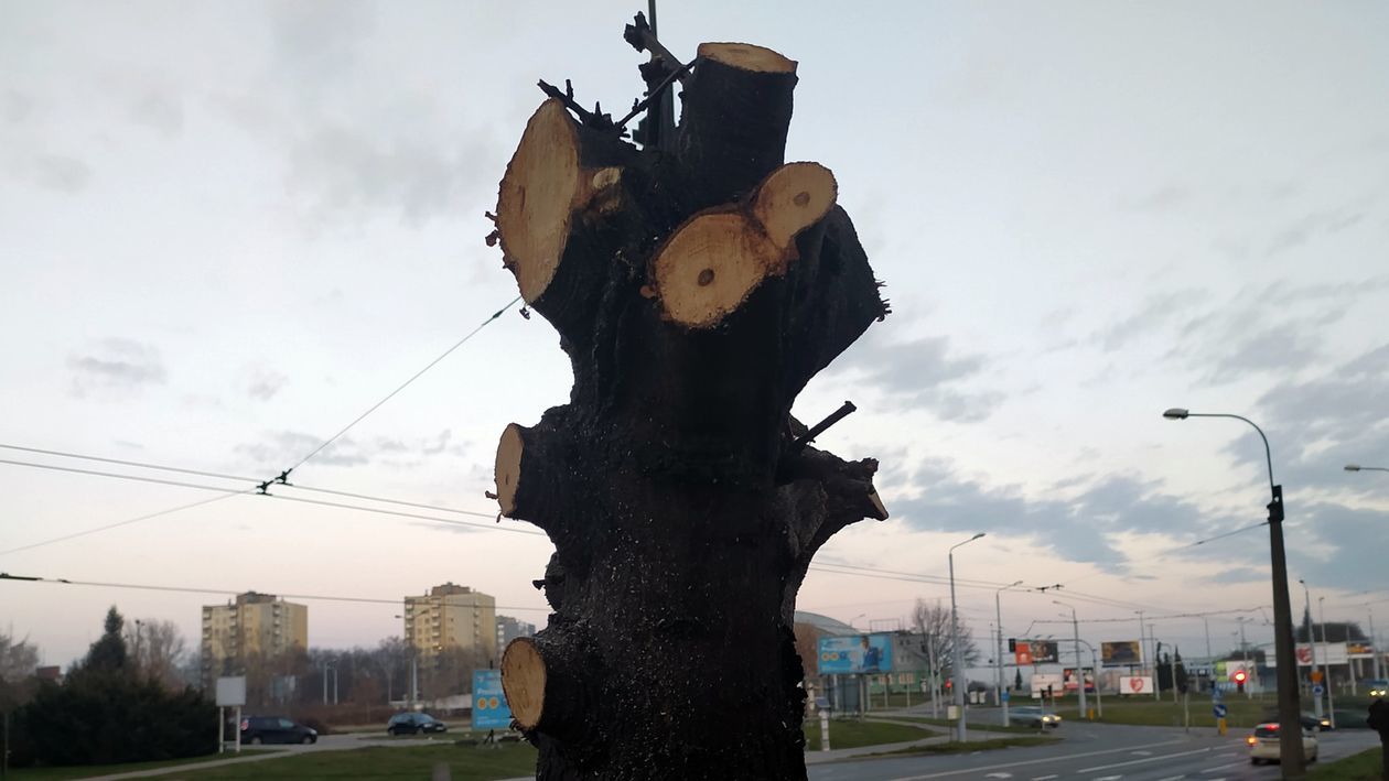  Zniszczone drzewa przy ul. Zana (zdjęcie 1) - Autor: Dominik Smaga