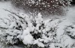 Zima w Białej Podlaskiej (zdjęcie 3)